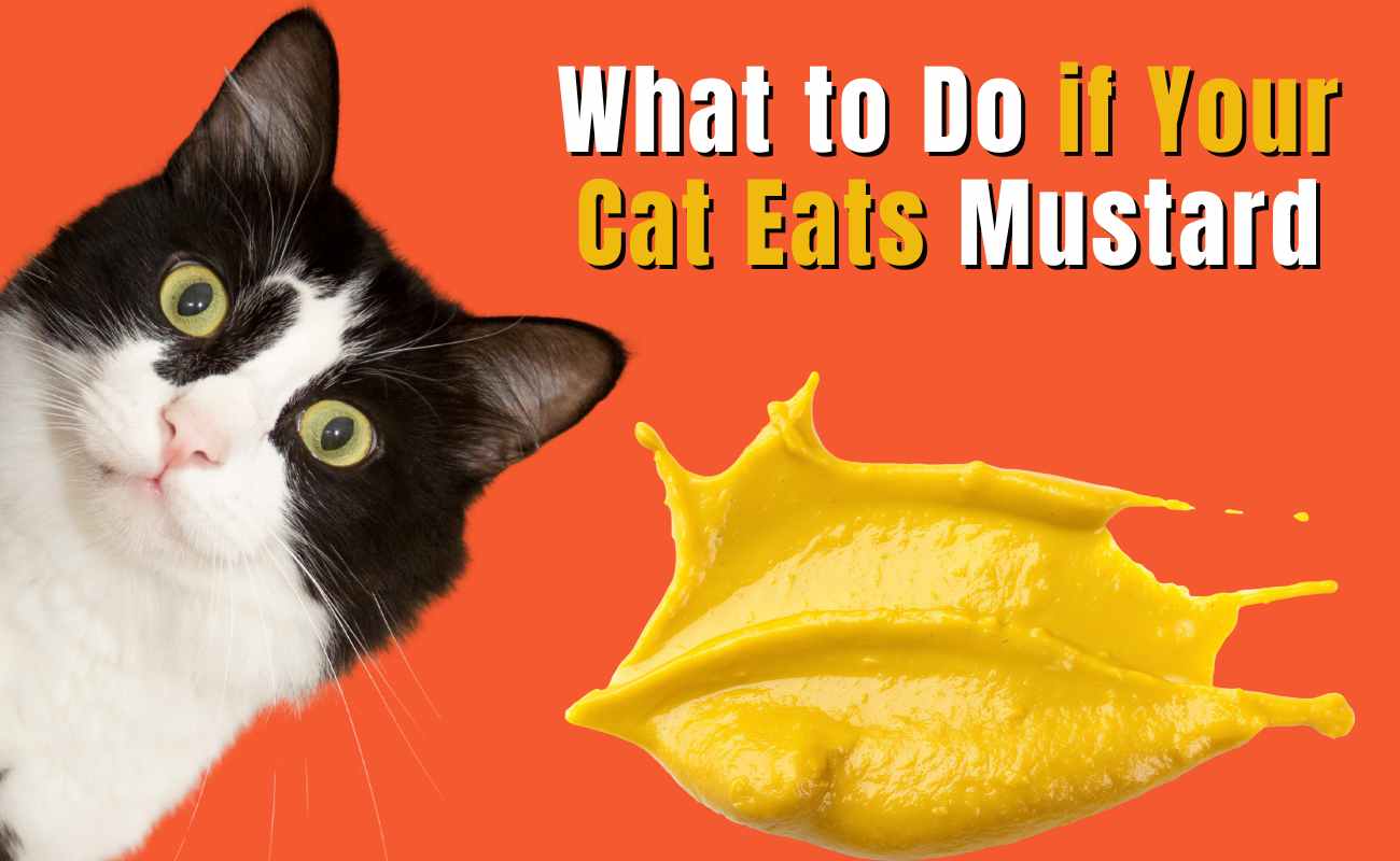 What to Do if Your Cat Eats Mustard