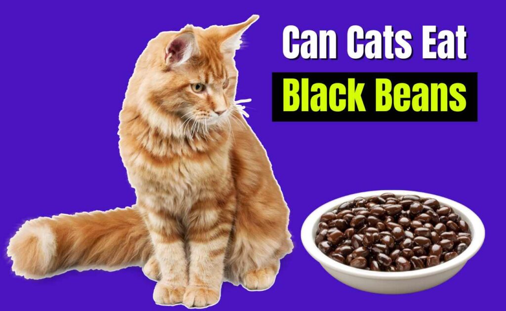 can cats eat black beans