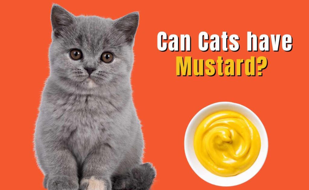 can cats have Mustard