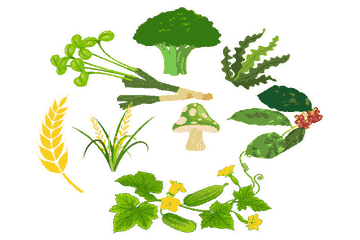 Plants