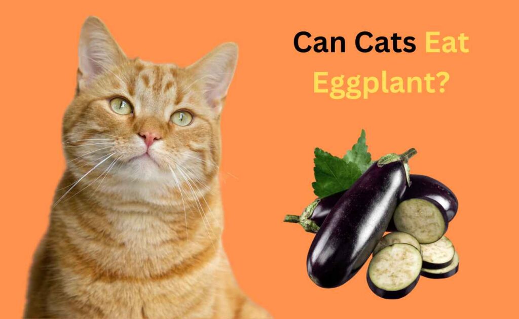 Can Cats Eat Eggplant?