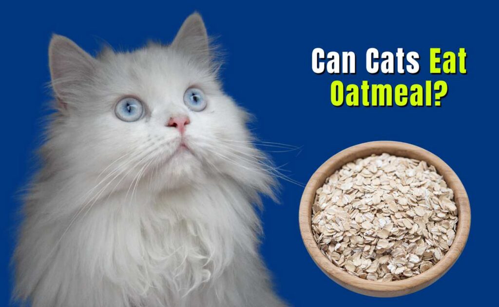 Can Cats Eat Oatmeal?