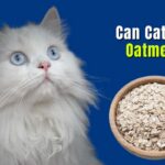 Can Cats Eat Oatmeal?