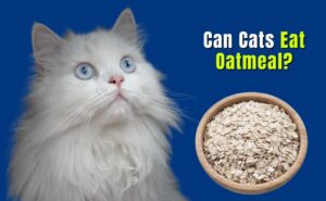 Can Cats Eat Oatmeal?