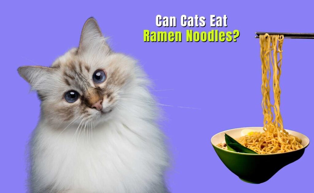 Can Cats Eat Ramen Noodles?