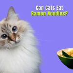 Can Cats Eat Ramen Noodles?