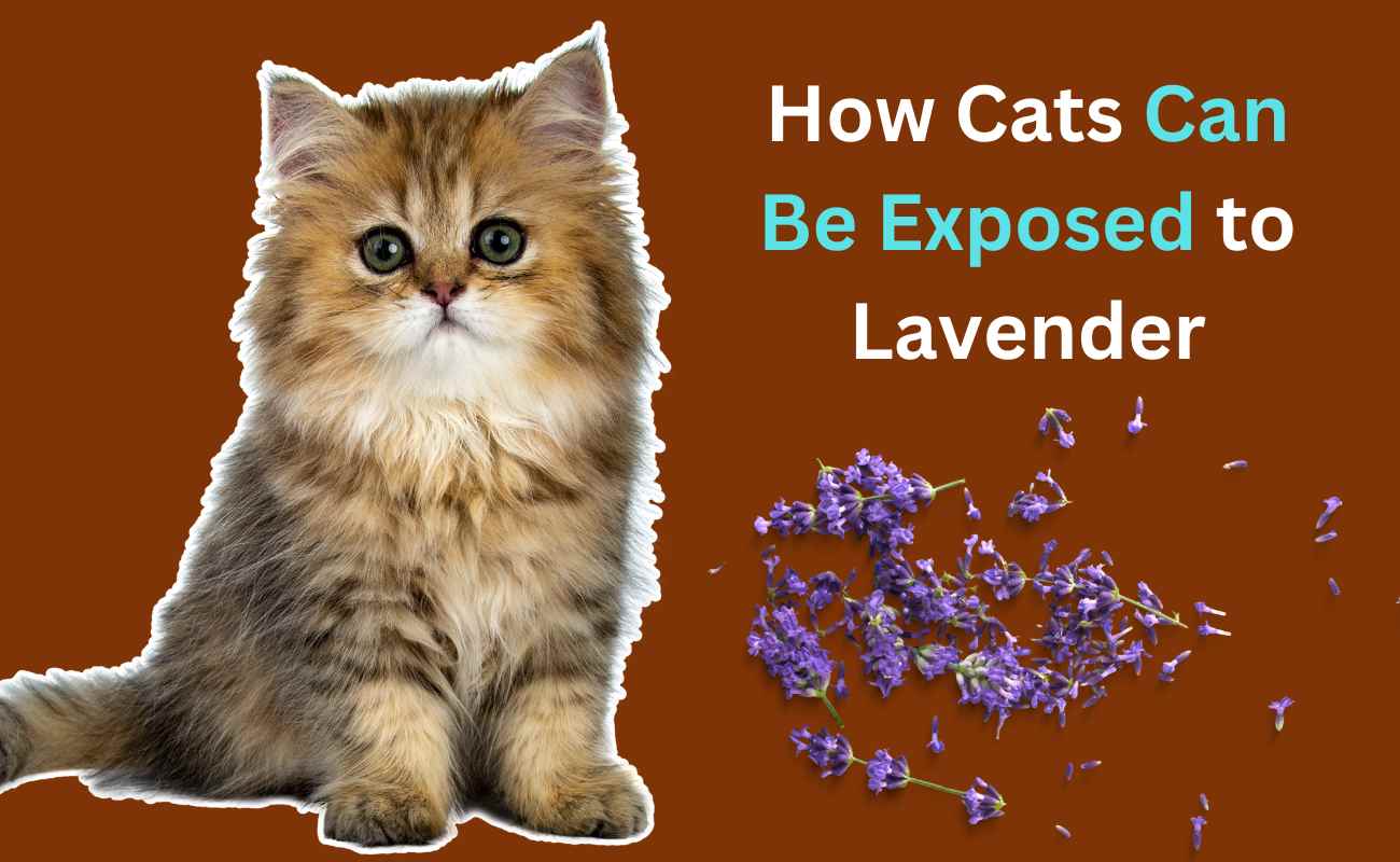 How Cats Can Be Exposed to Lavender