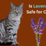 Is Lavender Safe for Cats?