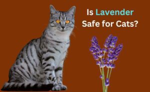 Is Lavender Safe for Cats?