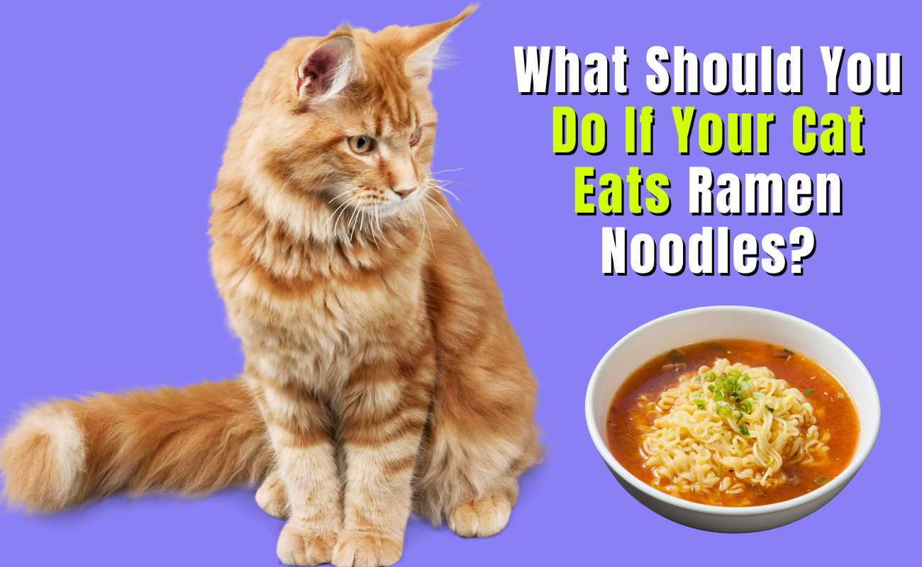 What Should You Do If Your Cat Eats Ramen Noodles?