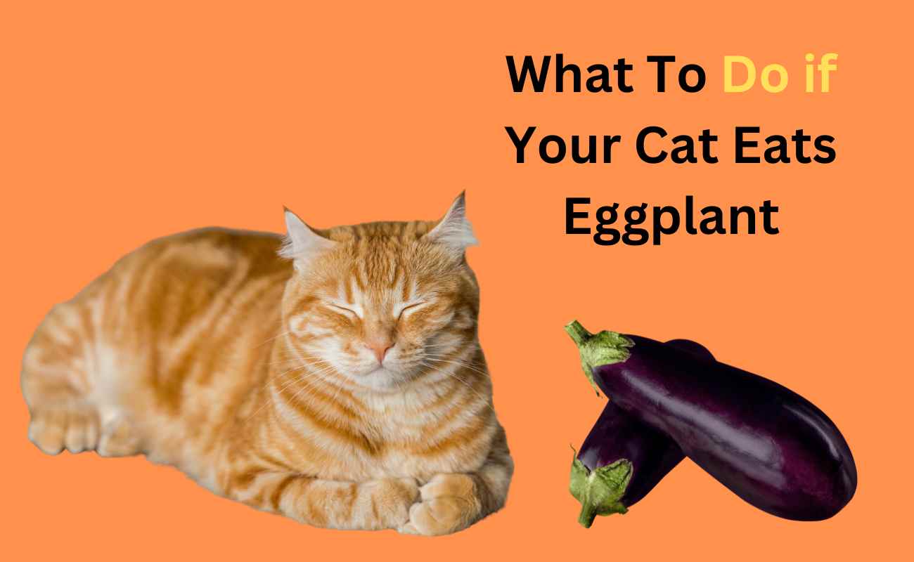 What To Do if Your Cat Eats Eggplant