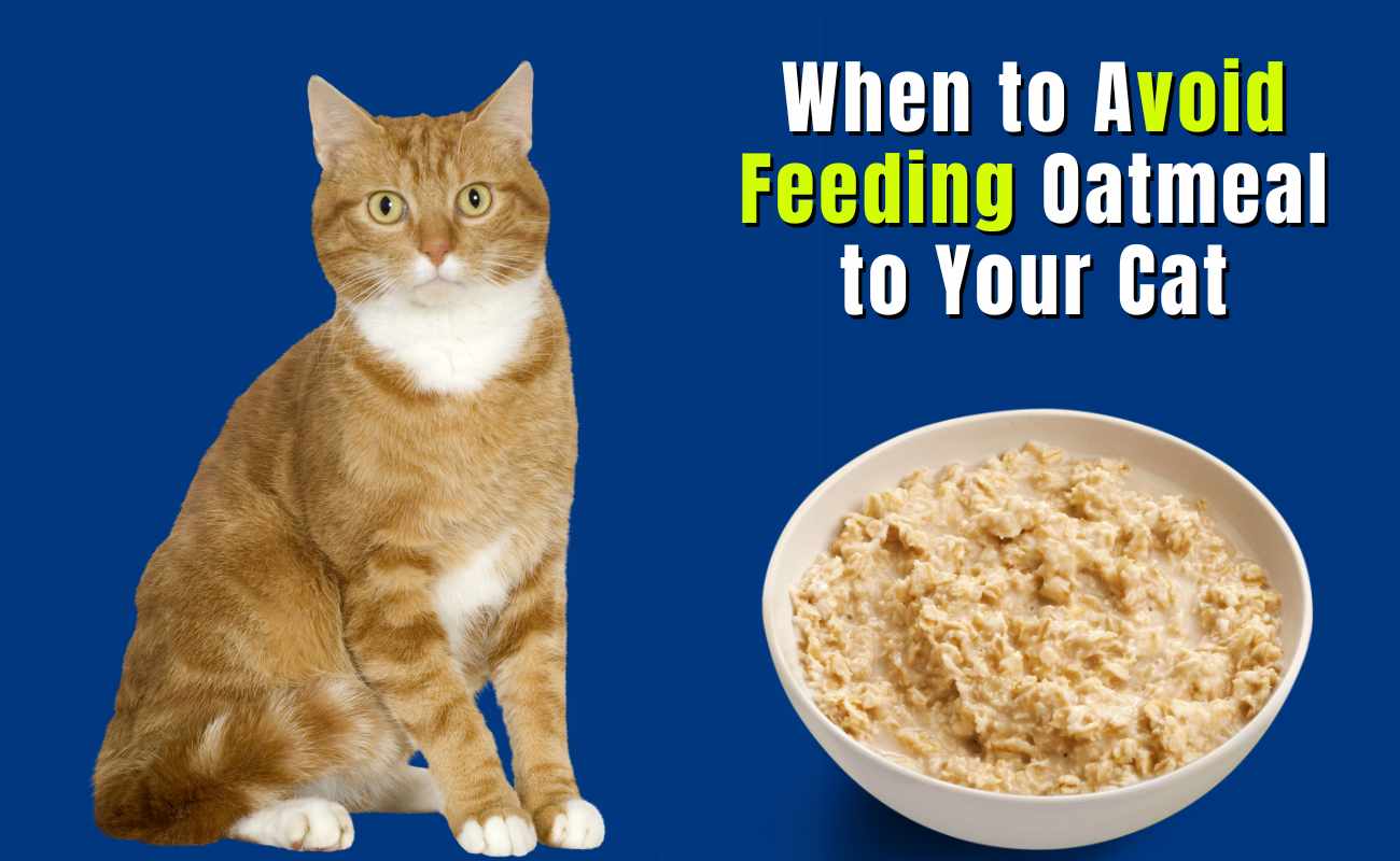 When to Avoid Feeding Oatmeal to Your Cat